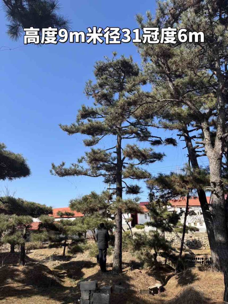 10米造型松树形苍劲庭院别墅景观树基地直发