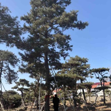 10米造型松树形苍劲庭院别墅景观树基地直发