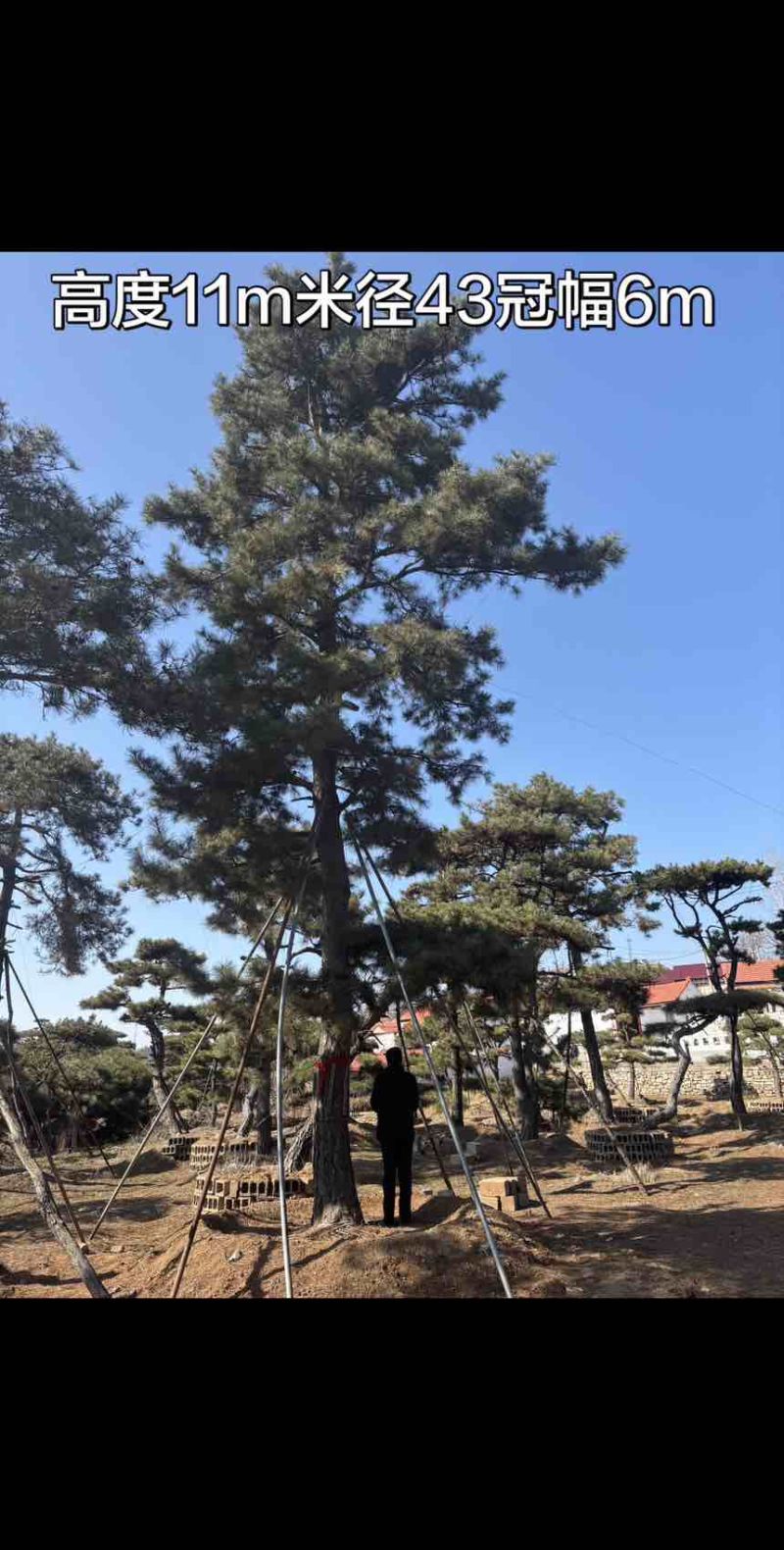 10米造型松树形苍劲庭院别墅景观树基地直发
