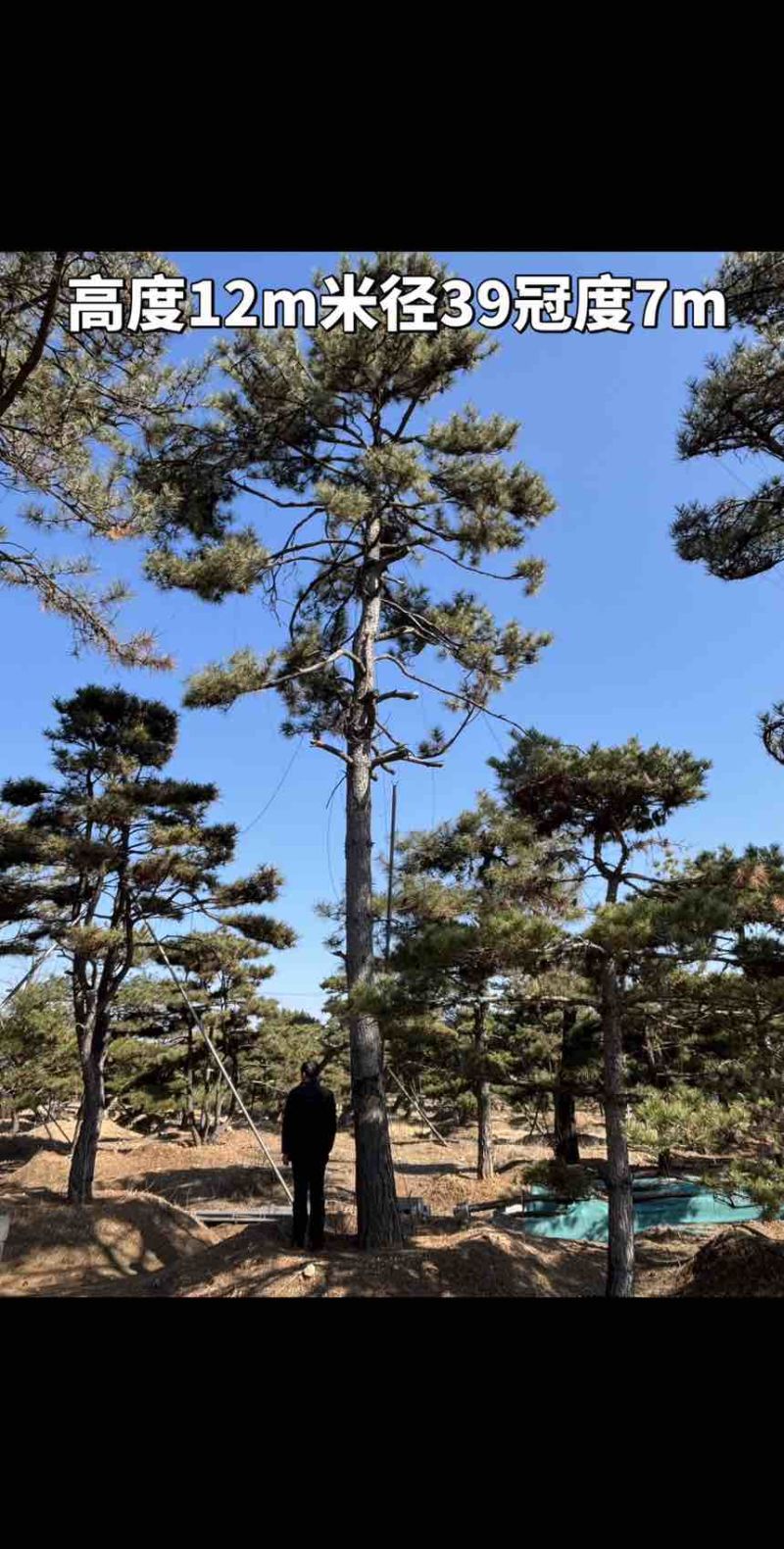 10米造型松树形苍劲庭院别墅景观树基地直发
