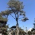 10米造型松树形苍劲庭院别墅景观树基地直发