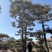 10米造型松树形苍劲庭院别墅景观树基地直发