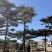 10米造型松树形苍劲庭院别墅景观树基地直发