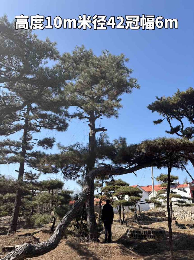 10米造型松树形苍劲庭院别墅景观树基地直发