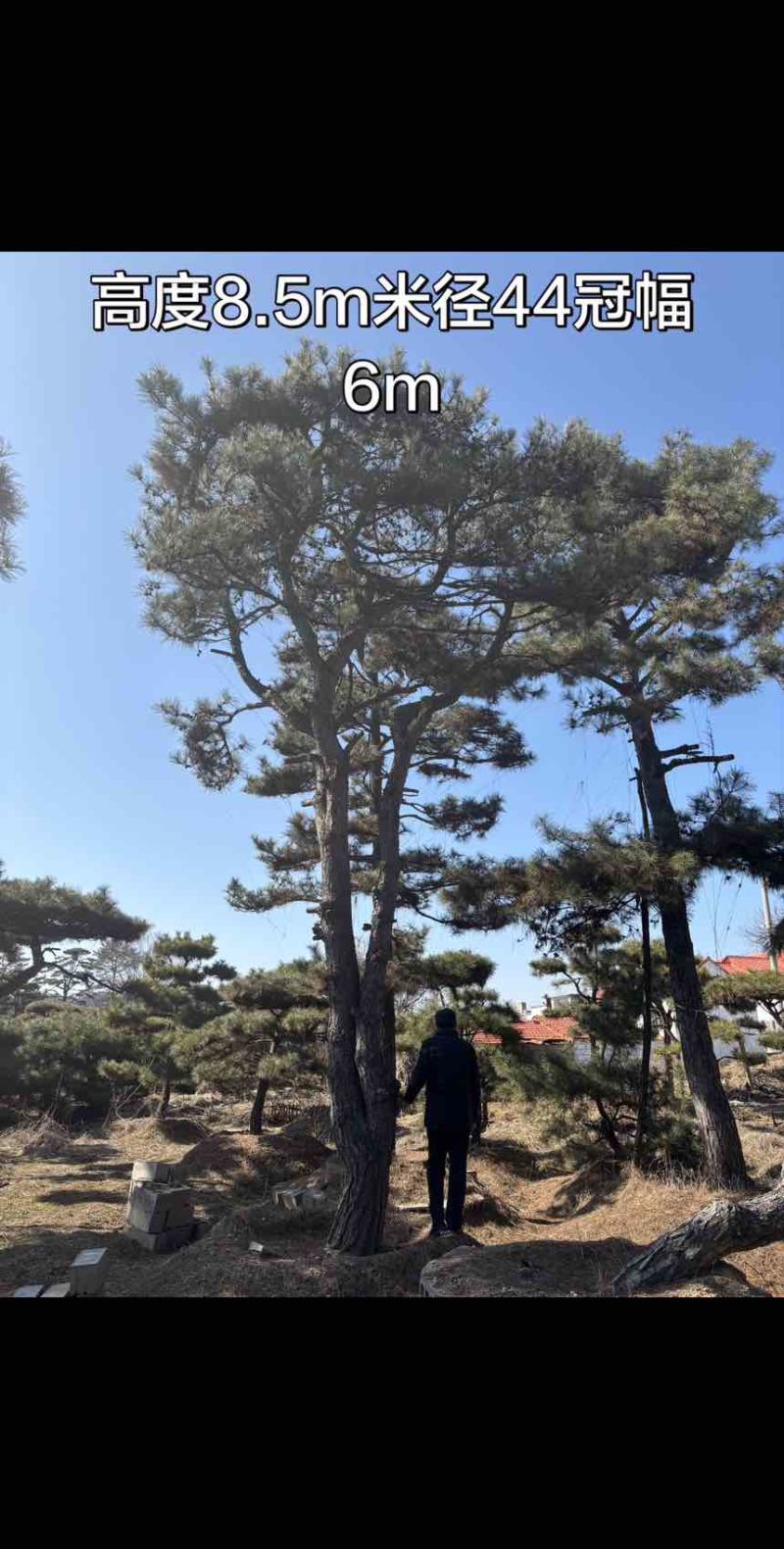 10米造型松树形苍劲庭院别墅景观树基地直发