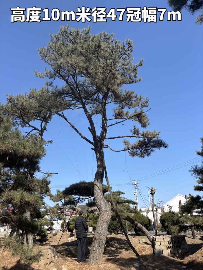 10米造型松树形苍劲庭院别墅景观树基地直发