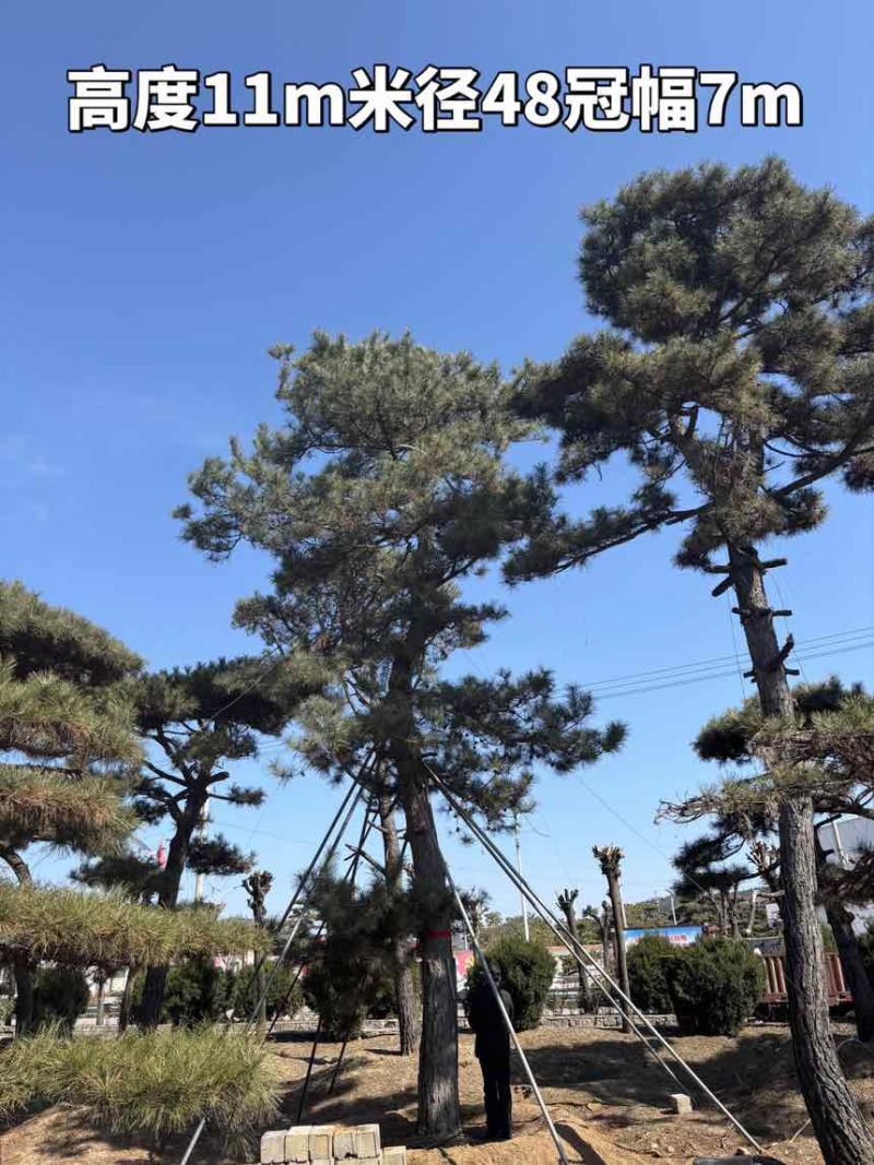 10米造型松树形苍劲庭院别墅景观树基地直发