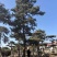 10米造型松树形苍劲庭院别墅景观树基地直发