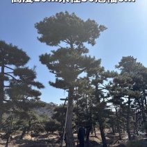 10米造型松树形苍劲庭院别墅景观树基地直发