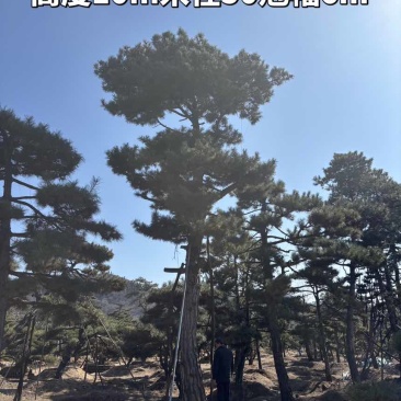 10米造型松树形苍劲庭院别墅景观树基地直发