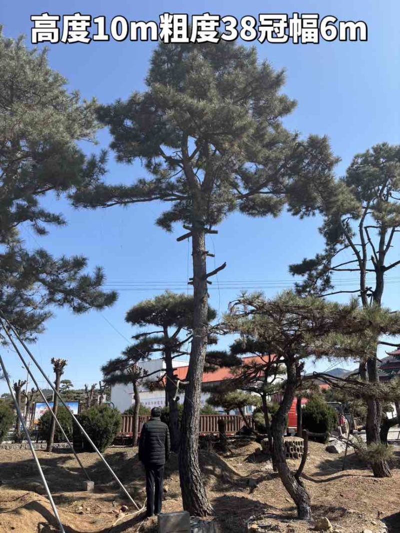 10米造型松树形苍劲庭院别墅景观树基地直发