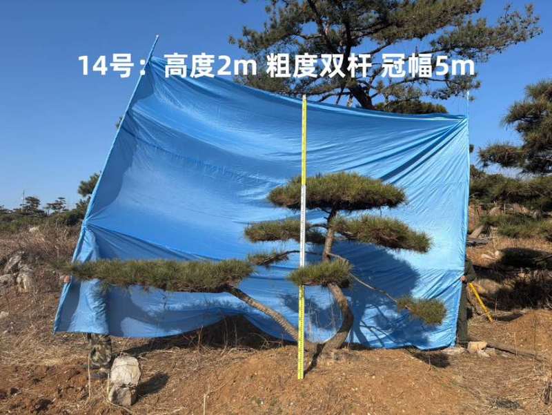 1.5-3米迎客松树形优美庭院观赏基地直供苗木