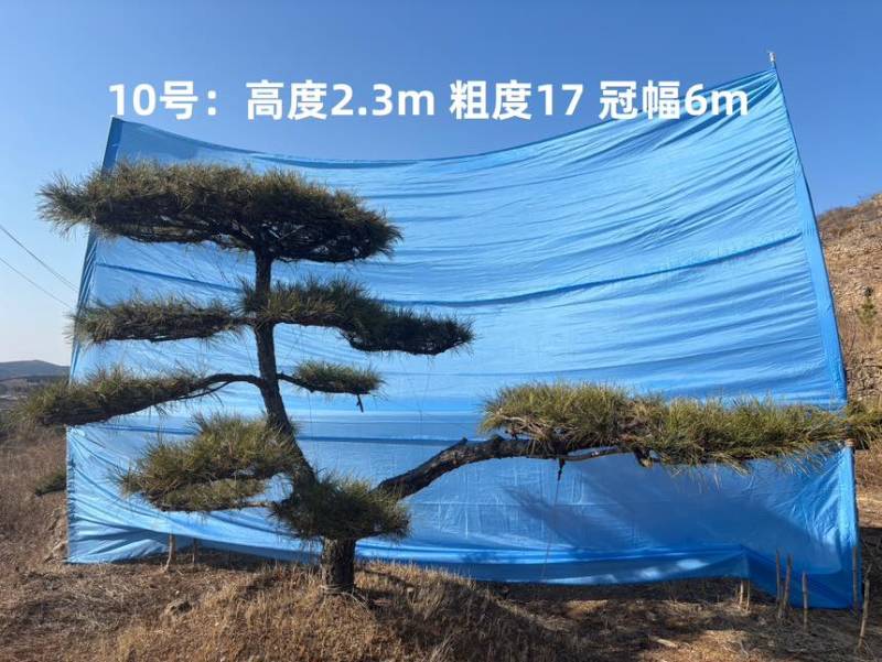 1.5-3米迎客松树形优美庭院观赏基地直供苗木