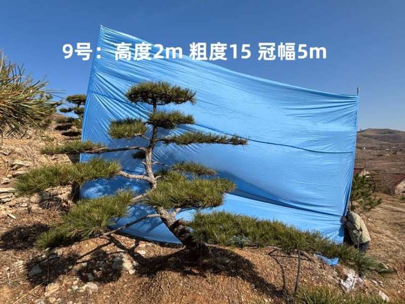1.5-3米迎客松树形优美庭院观赏基地直供苗木