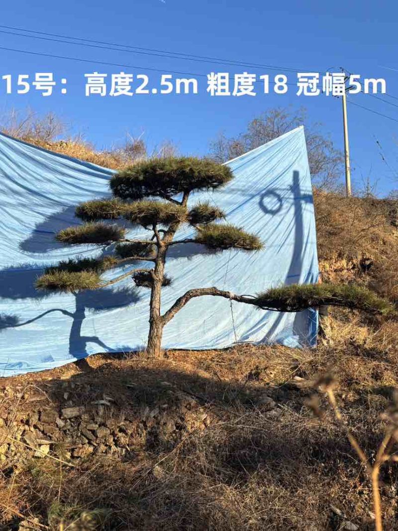 1.5-3米迎客松树形优美庭院观赏基地直供苗木