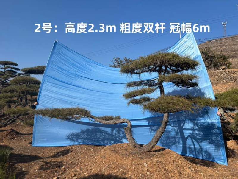 1.5-3米迎客松树形优美庭院观赏基地直供苗木