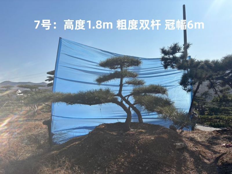 1.5-3米迎客松树形优美庭院观赏基地直供苗木