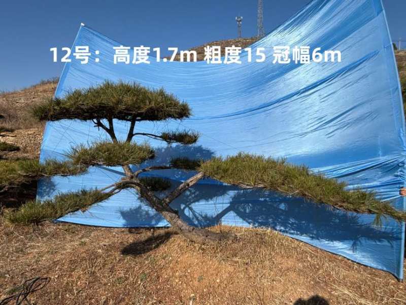 1.5-3米迎客松树形优美庭院观赏基地直供苗木