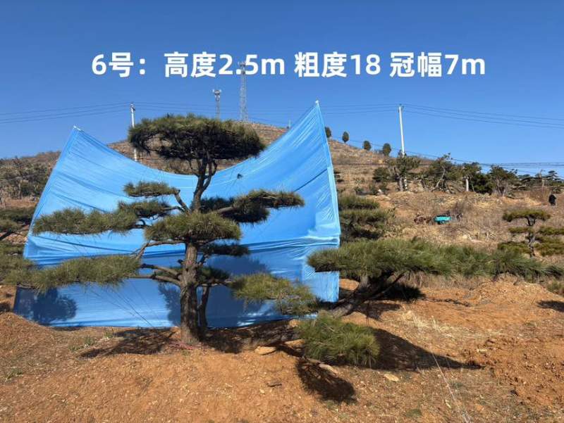 1.5-3米迎客松树形优美庭院观赏基地直供苗木