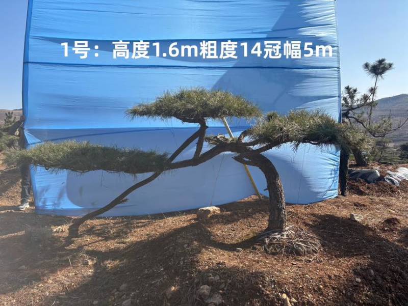 1.5-3米迎客松树形优美庭院观赏基地直供苗木