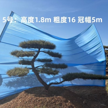 1.5-3米迎客松树形优美庭院观赏基地直供苗木