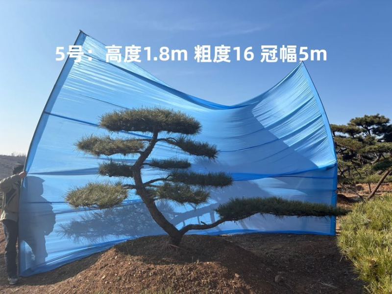 1.5-3米迎客松树形优美庭院观赏基地直供苗木