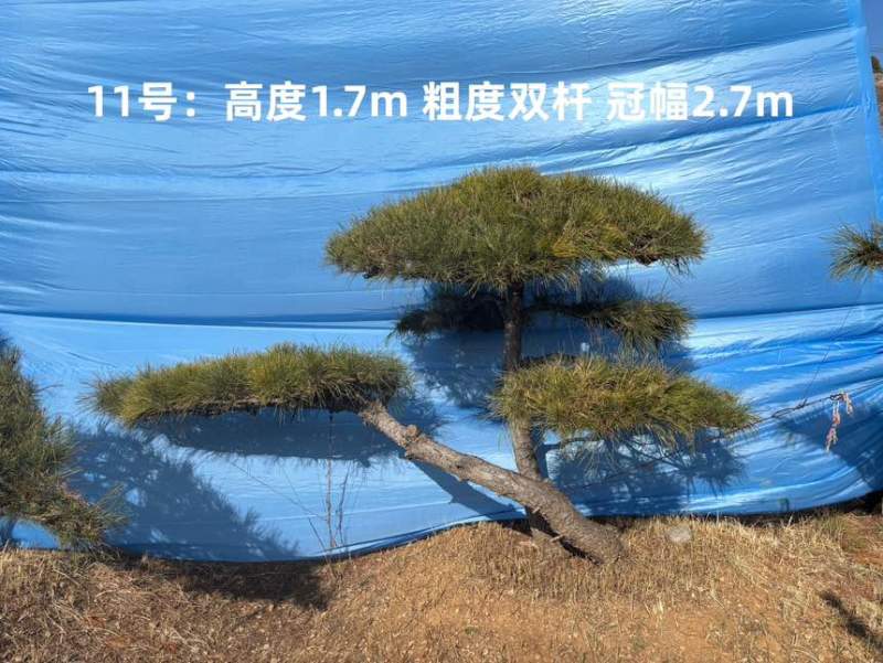 1.5-3米迎客松树形优美庭院观赏基地直供苗木
