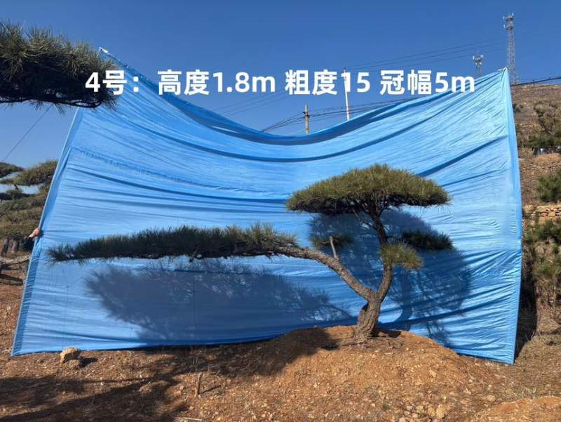 1.5-3米迎客松树形优美庭院观赏基地直供苗木