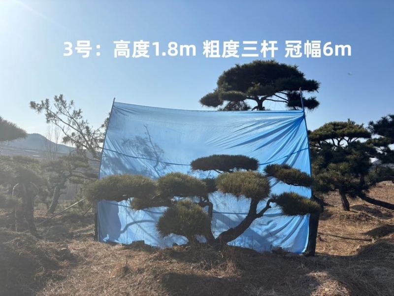 1.5-3米迎客松树形优美庭院观赏基地直供苗木