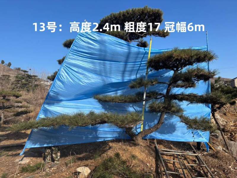 1.5-3米迎客松树形优美庭院观赏基地直供苗木
