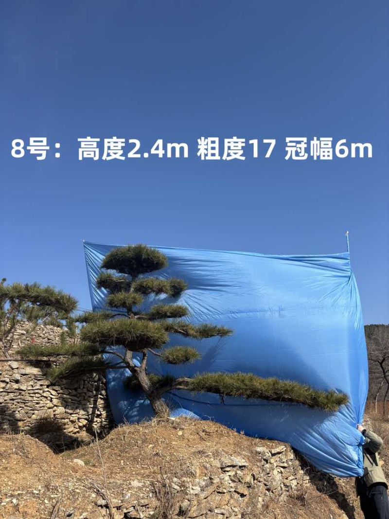 1.5-3米迎客松树形优美庭院观赏基地直供苗木