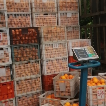 重庆市奉节县脐橙