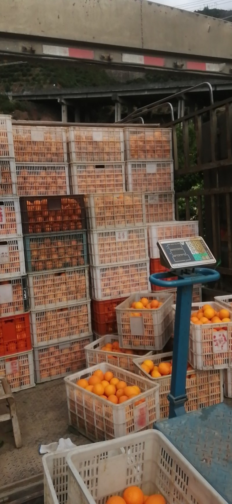 重庆市奉节县脐橙