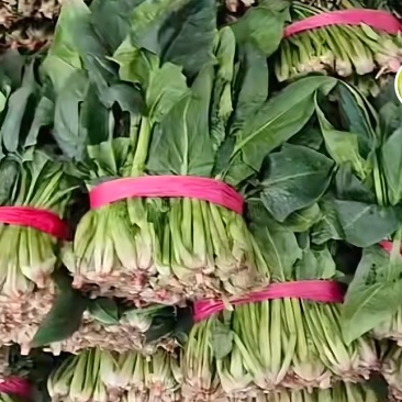 莘县菠菜