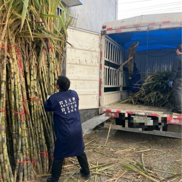 甘蔗大量批发需要赶紧联系全部是精品