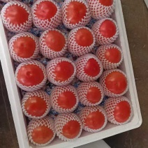 中牟精品西红柿，欢迎询价