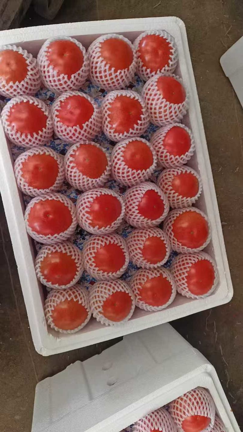 中牟精品西红柿，欢迎询价