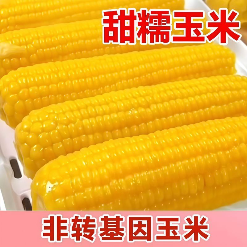 东北糯玉米电商一件代发大量现货