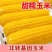 东北糯玉米大量现货电商代发