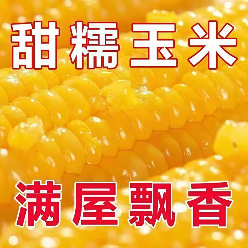 东北糯玉米大量现货电商代发