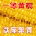 东北糯玉米大量现货电商代发