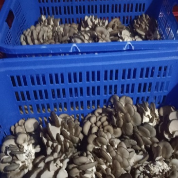 平菇