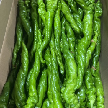 螺丝椒，泡椒，线椒