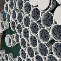 l25f6l11绿宝石等品种蓝莓