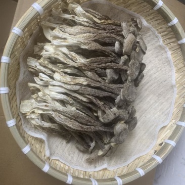 鹿耳菇