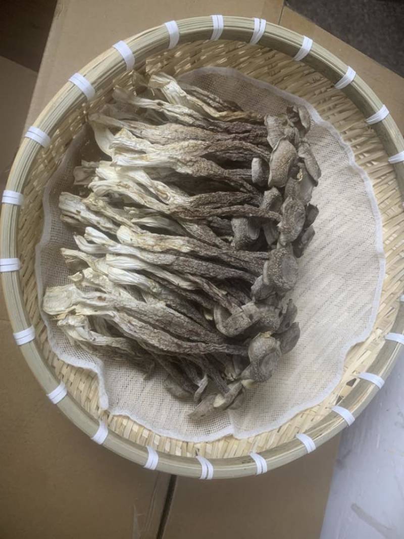 鹿耳菇