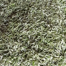 新鲜春茶