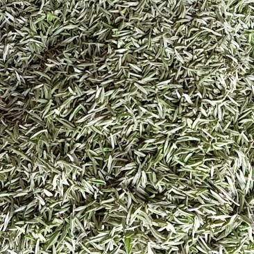 新鲜春茶