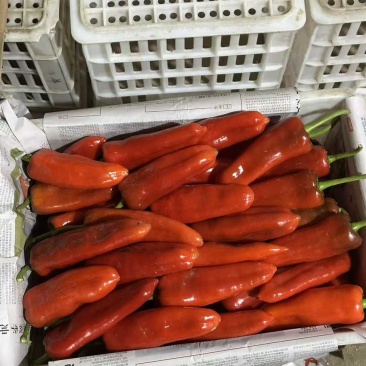 淮安精品红椒，欢迎全国各地老板不限量采购