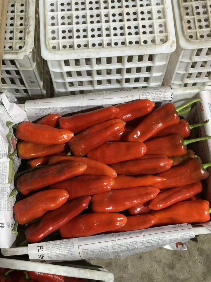 淮安精品红椒，欢迎全国各地老板不限量采购